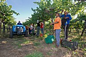 Seasonal workers harvesting grapes