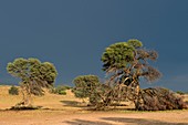 Camelthorn trees in the Auob riverbed