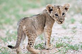 African Lion Cub