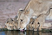 Lioness and cubs drinking