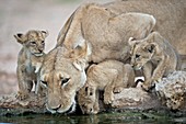 Drinking lioness with cubs