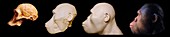 Australopithecus africanus reconstruction