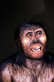 Australopithecine Lucy