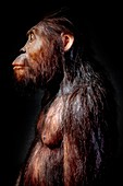 Australopithecine Lucien