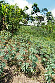 Cassava plantation in Ecuador