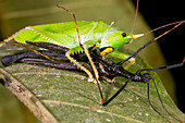 Predatory katydid eating a stick insect