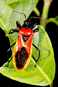 Red assassin bug