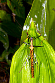 Spiny stick insect