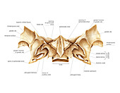 Sphenoidal bone,artwork