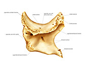 Zygomatic bone,artwork