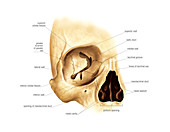 Orbital cavity,artwork