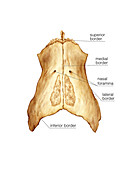 Nasal bone,artwork