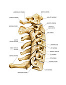 Vertebral Column,artwork