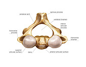 Vertebral column,artwork