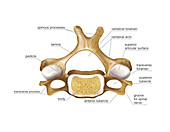 Vertebral column,artwork