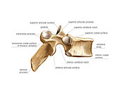 Vertebral column,artwork