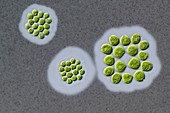 Gonium sp. green alga,LM