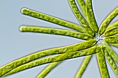 Ophiocytium sp. heterokont alga,LM