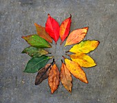 Autumn leaf colours