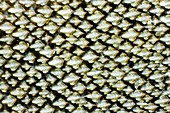 Dogfish skin,light micrograph