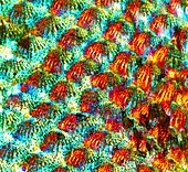 Fish scales,light micrograph