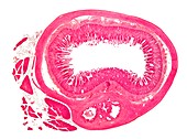 Cat small intestine,light micrograph