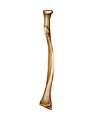 Radius bone,artwork