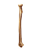 Radius bone,artwork