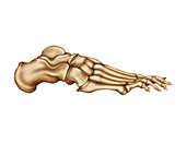 Bones of the foot,artwork