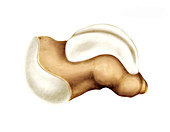 Talus bone,artwork
