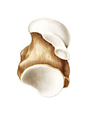 Talus bone,artwork