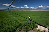 Irrigation boom and farmer with alfalfa