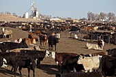 Cattle feeding yard