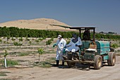 Farm workers applying pesticide