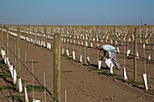 Grape vines being tended in vineyard