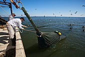 Shrimp fishing