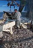 Shrimp fishing