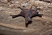 Larger Mouse-Tailed Bat