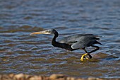 Reef Heron (Egretta gularis)