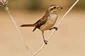 Red-backed Shrike (Lanius collurio)