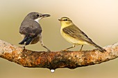 Common Chiffchaff-Phylloscopus collybita