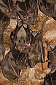 Egyptian Fruit Bat Rousettus aegyptiacus