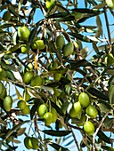 Green unripe olives ( Olea europea )