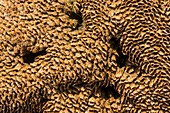 Honeycomb Worm reef close up