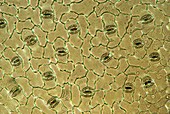 Plantain lily stomata,light micrograph