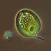 Phacus sp.,light micrograph