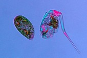 Paramecium and rotifer,light micrograph
