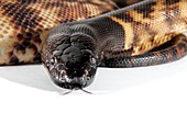 Black headed python