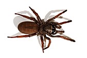 Sydney brown trapdoor spider