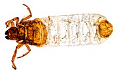 Caddisfly larva,light micrograph